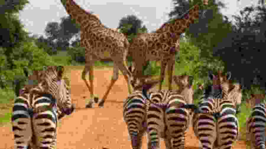 Witness the African wildlife