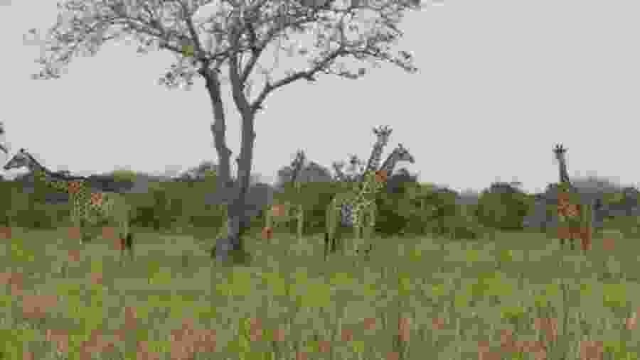 Saadani National Park