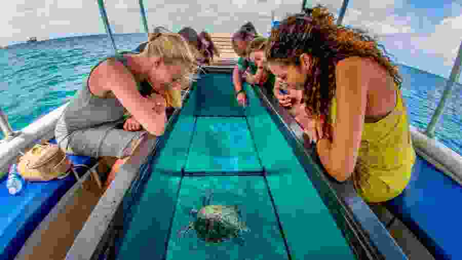 Observe aquatic animals