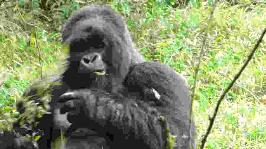 Gorillas spotted in Bwindi Impenetrable Forest