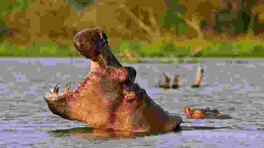 Hippos in Lake Naivasha