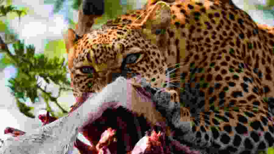 Leopard in Serengeti National Park