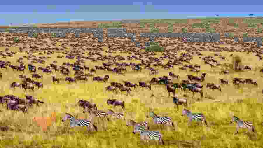 Maasai Mara National Reserve