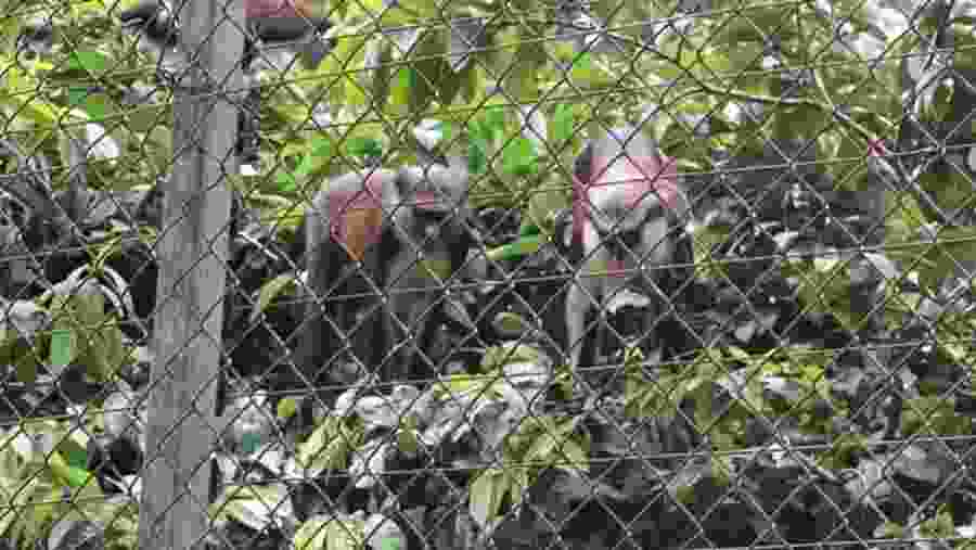 Monkeys