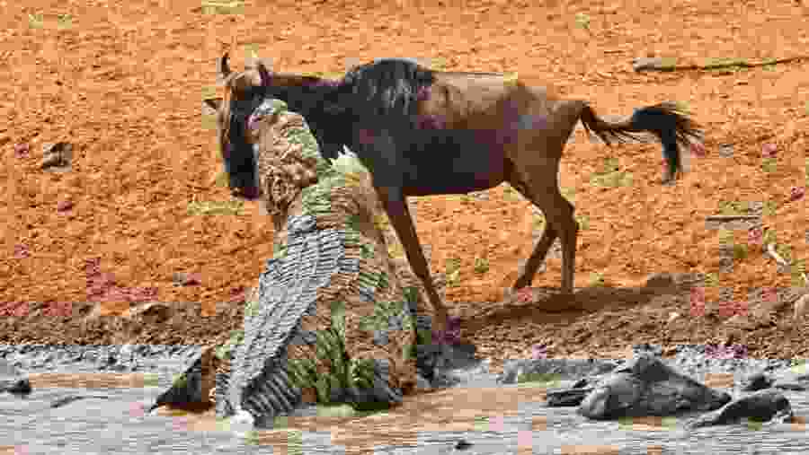 Witness the African wildlife