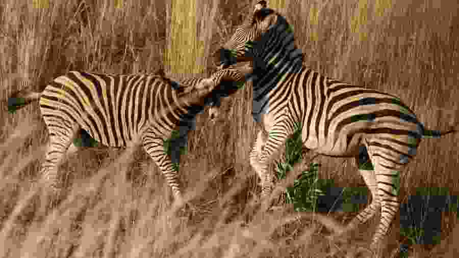 Zebras