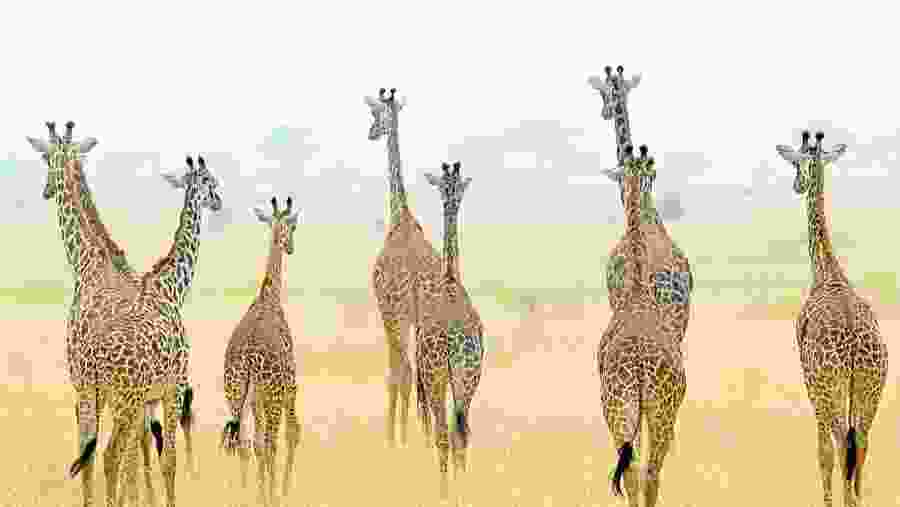 Tarangire National Park