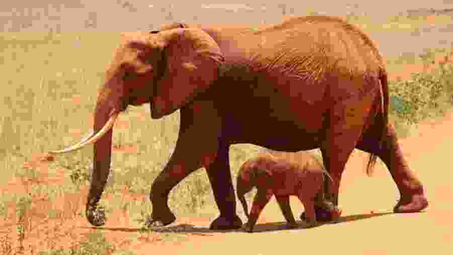African bush elephant