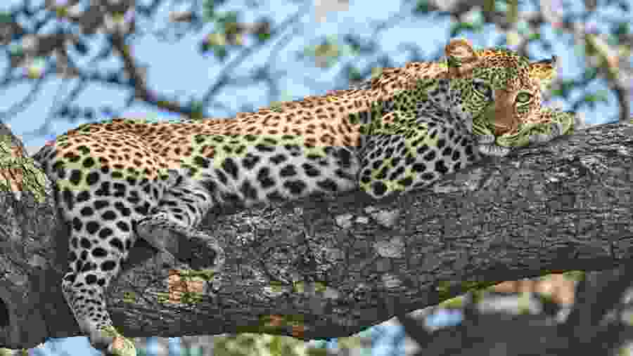 Leopard relaxing on a tree