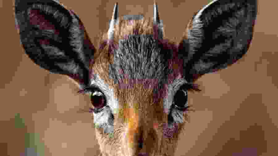 Witness the African wildlife