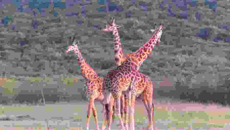 Masai Giraffe