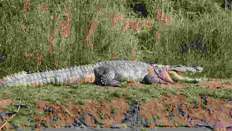 Crocodile in National Park