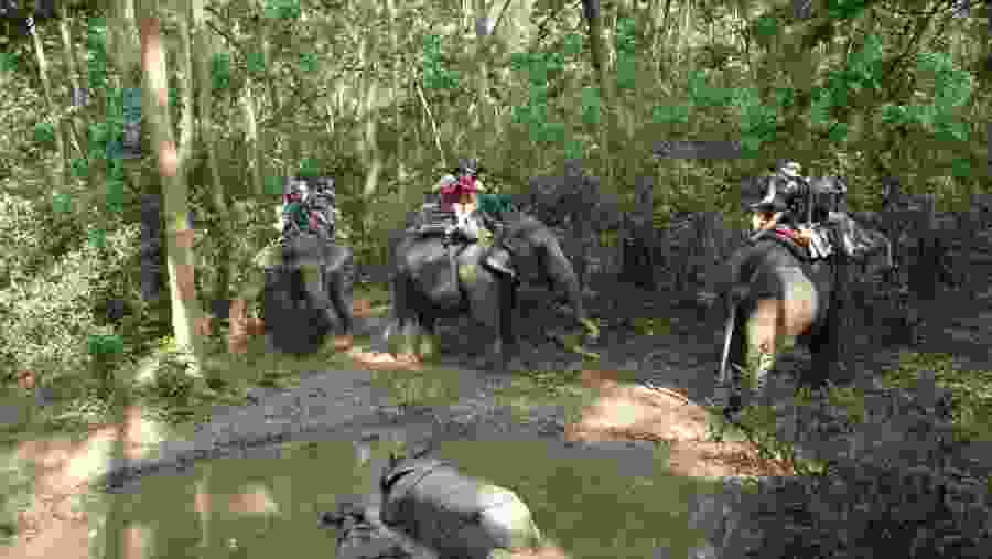 Elephants in Chitwan