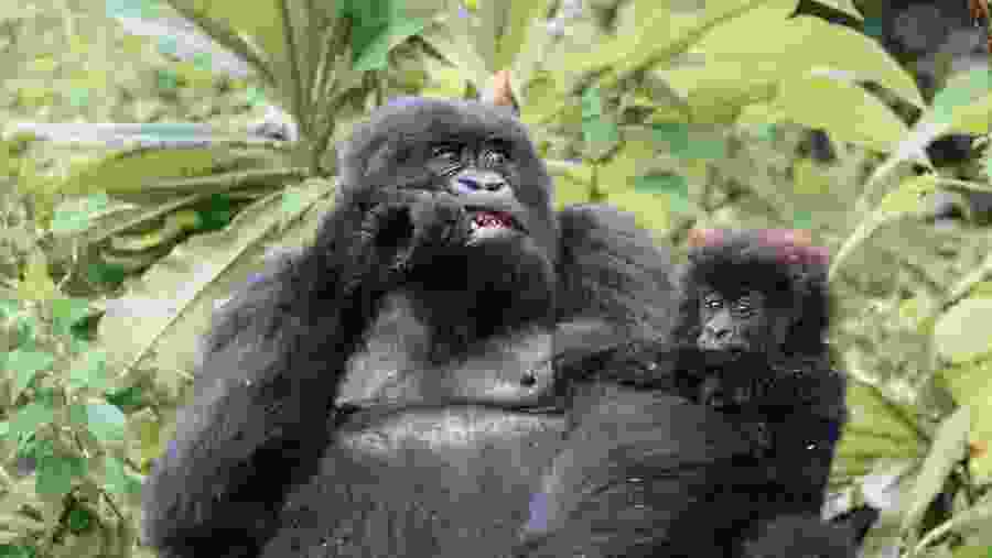 Gorilla Trekking