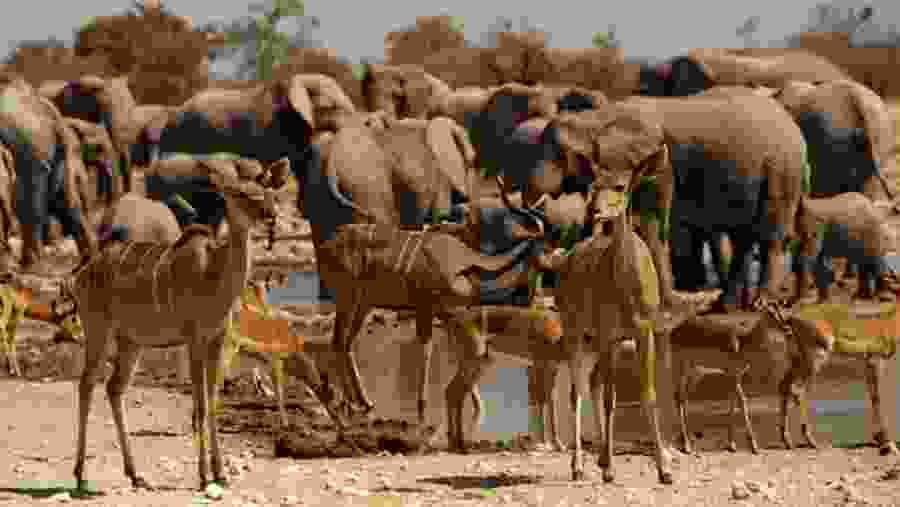 Witness the African wildlife