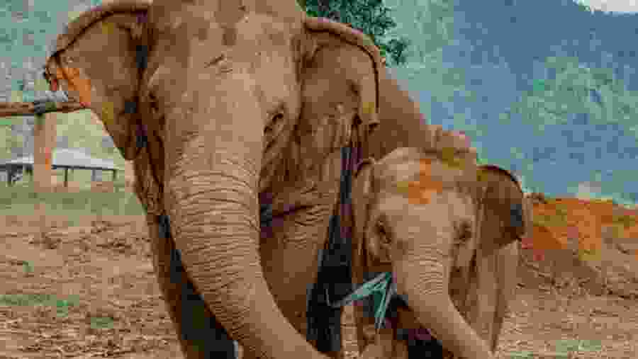 Tour with elephants