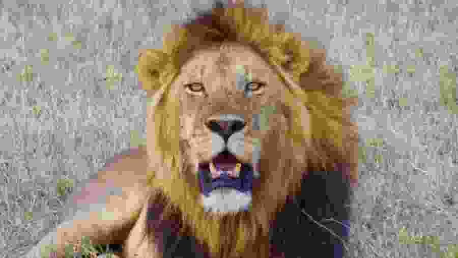 A male lion 