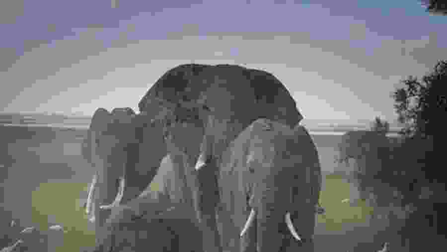 Elephants in Masai Mara National Reserve