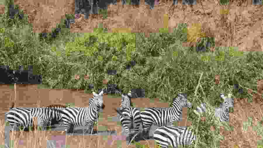 Spot zebras in the park