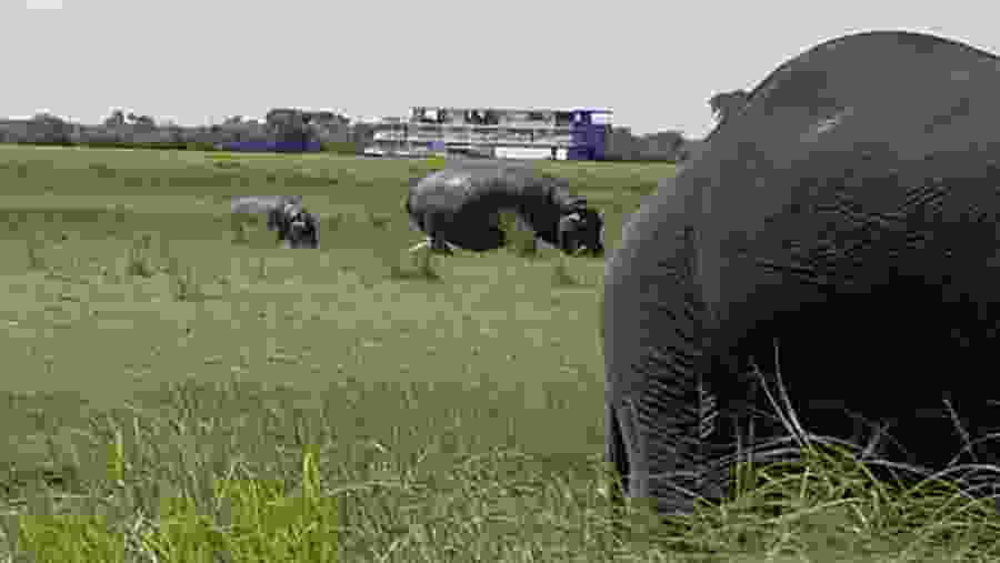 Hippo at the National Park