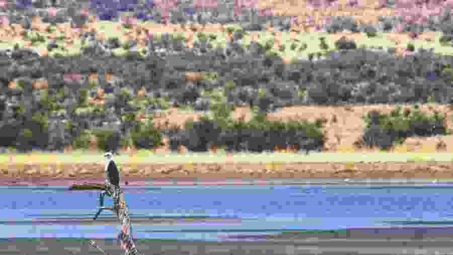 Witness the African wildlife