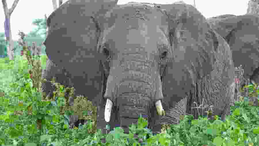 Marvel at elephant sightings