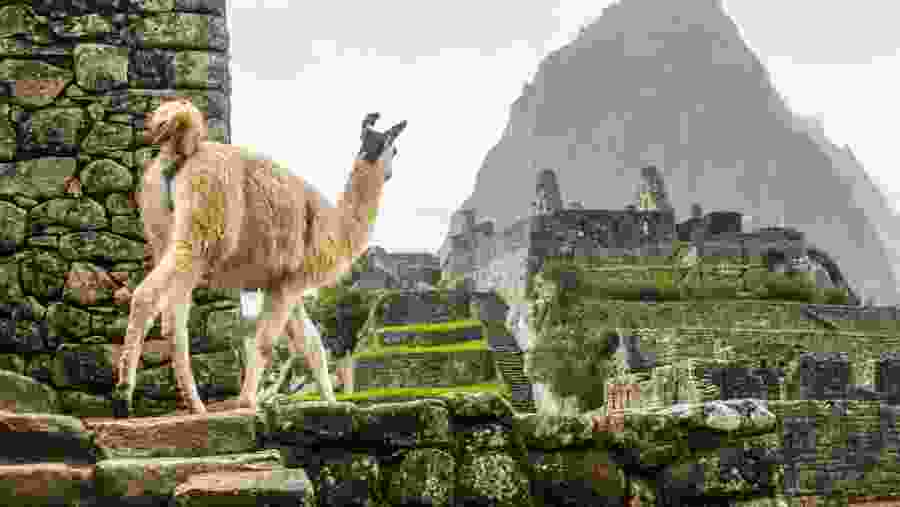 Local Wildlife at the Machu Picchu