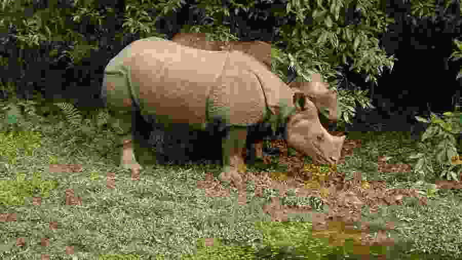 Spot rhinos at Chitwan National Park