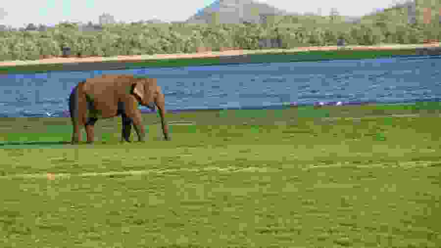 Elephants in Kaudulla National Park