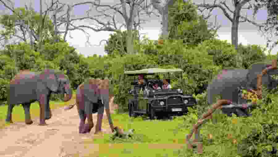 Safari Experience