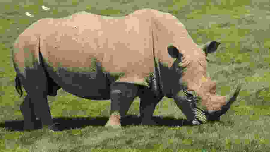 Rhino at Ol Pejeta Conservancy