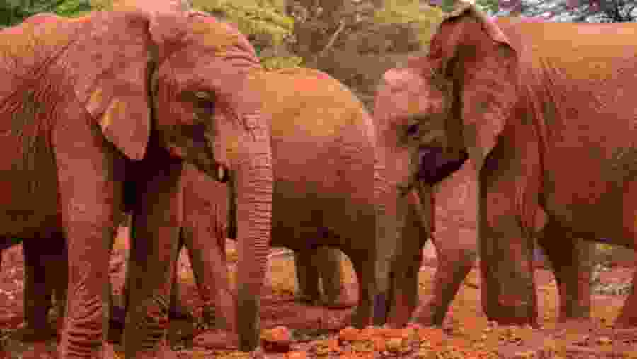 David Sheldrick Elephant Orphanage