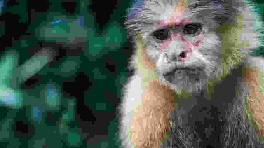 Monkey