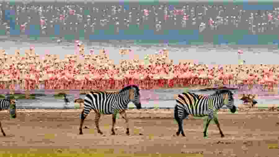 Zebras and flamingos