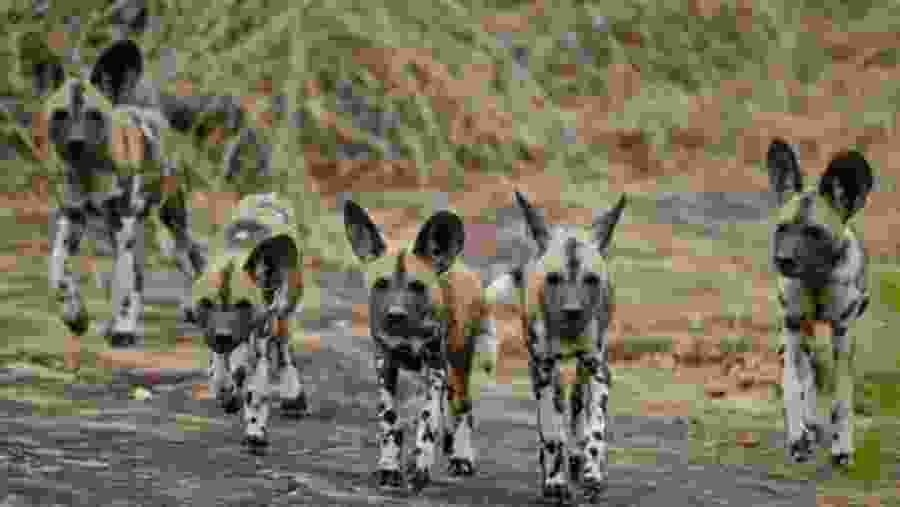 Wilds Dogs in Selous Game Reserve