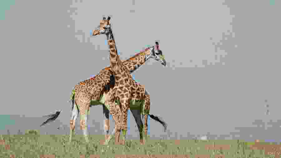 Giraffes at Amboseli National Park