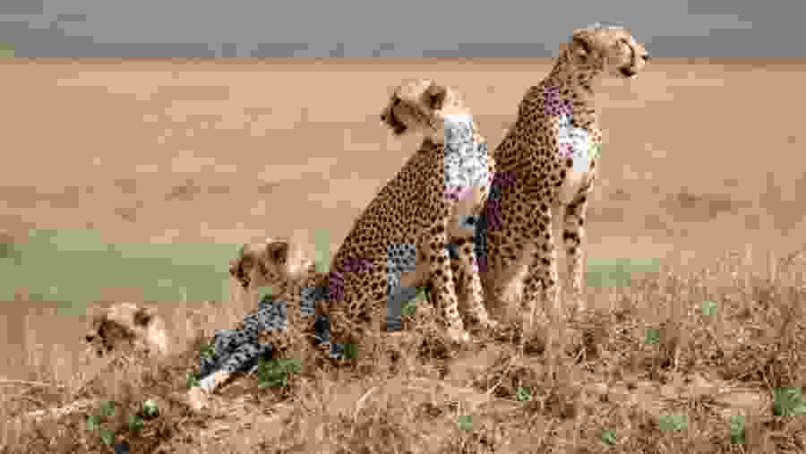 Witness the wildlife