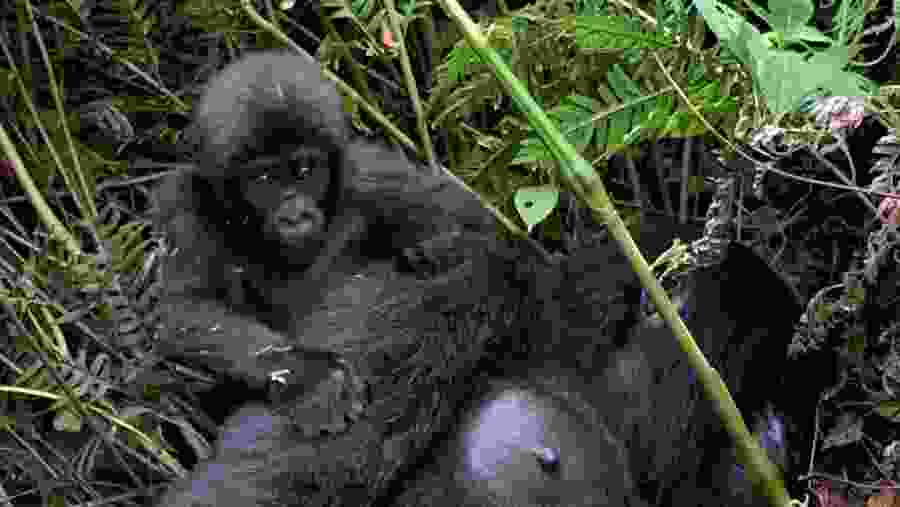 Gorilla Tracking