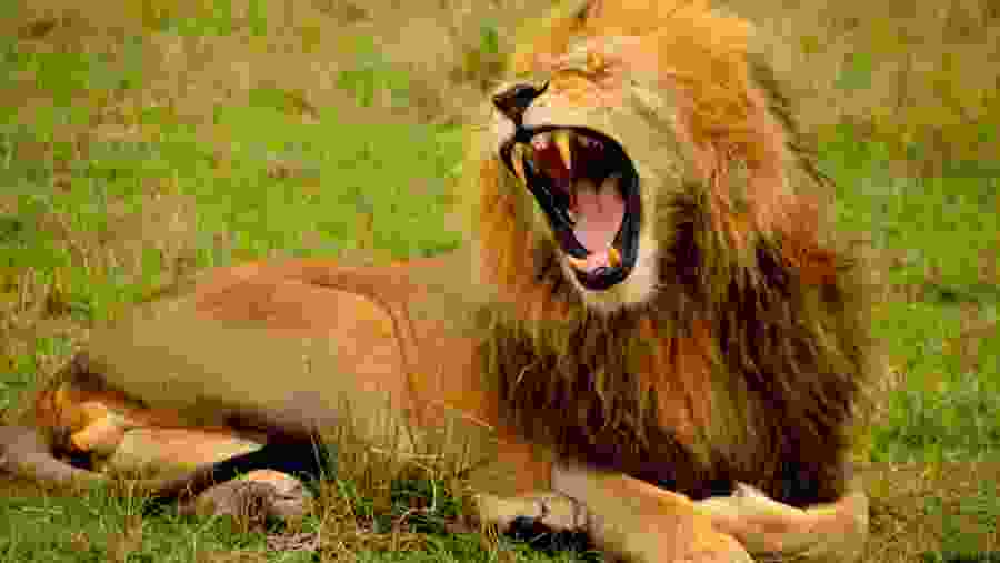 Witness the African wildlife