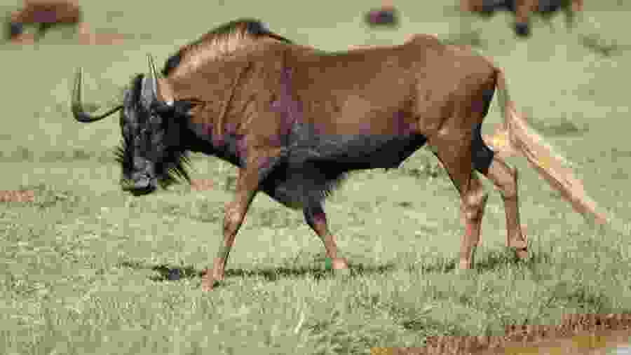 Wildlife in Tanzania