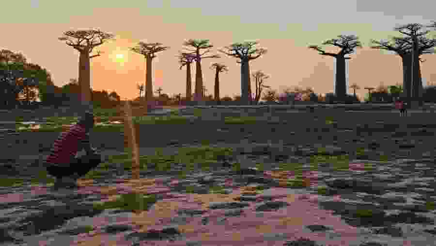 Witness the majestic baobab trees