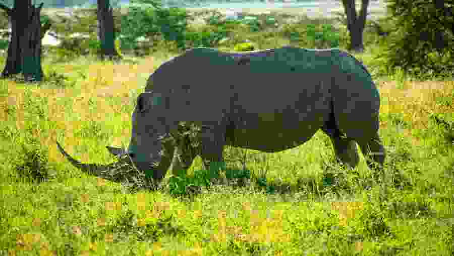 Rhino Spotted