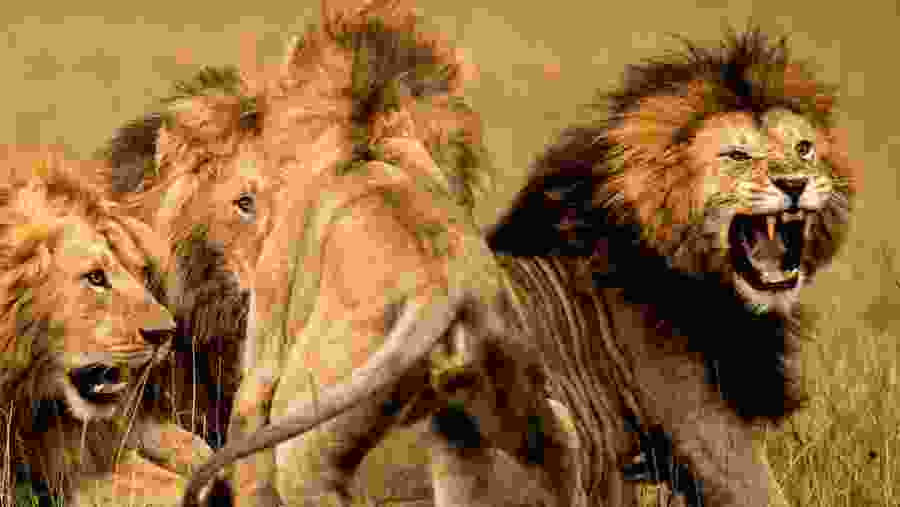 Lions of Serengeti