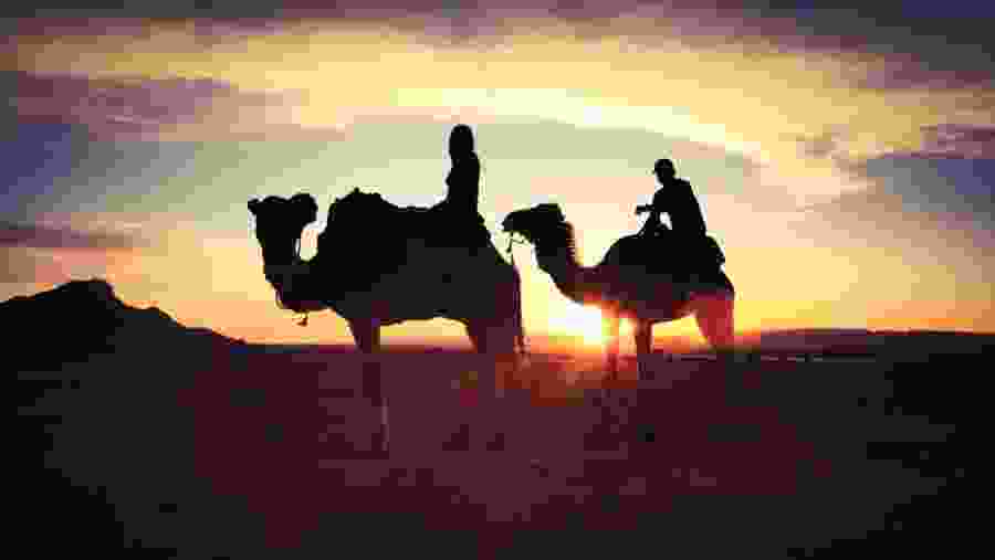 Camel rides