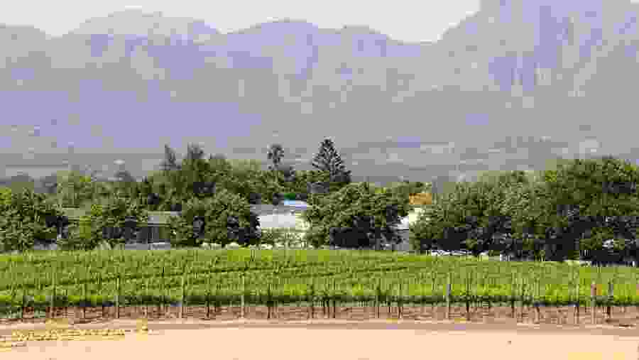 Vineyards Of Stellenbosch, South Africa