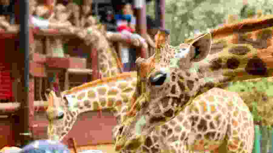 Giraffe Center