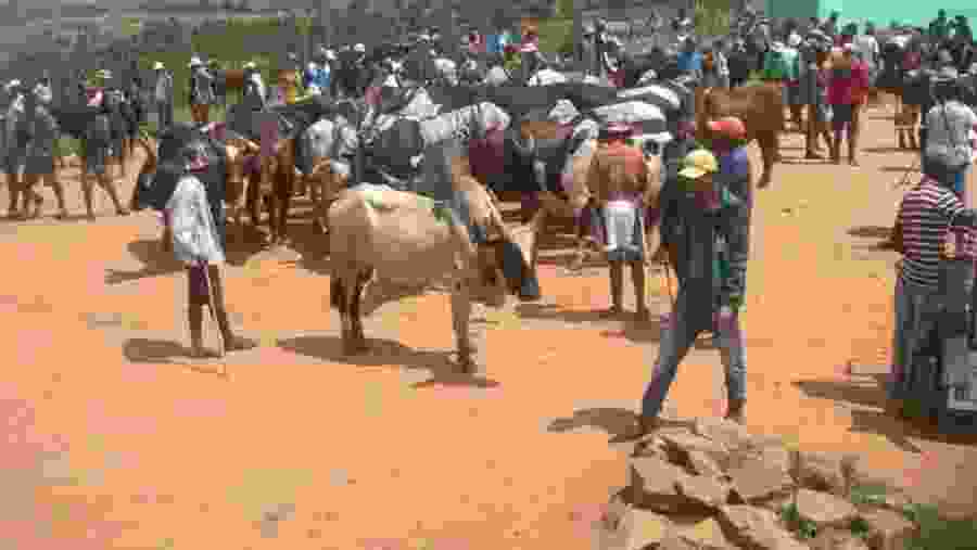 Zebu Market