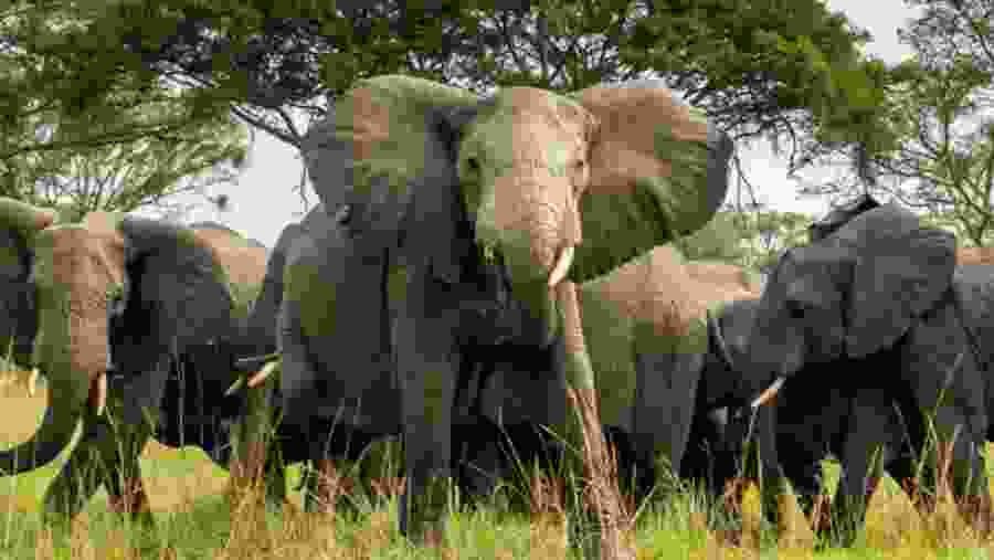 African Elephants