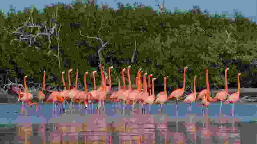 Ría Lagartos Biosphere Reserve