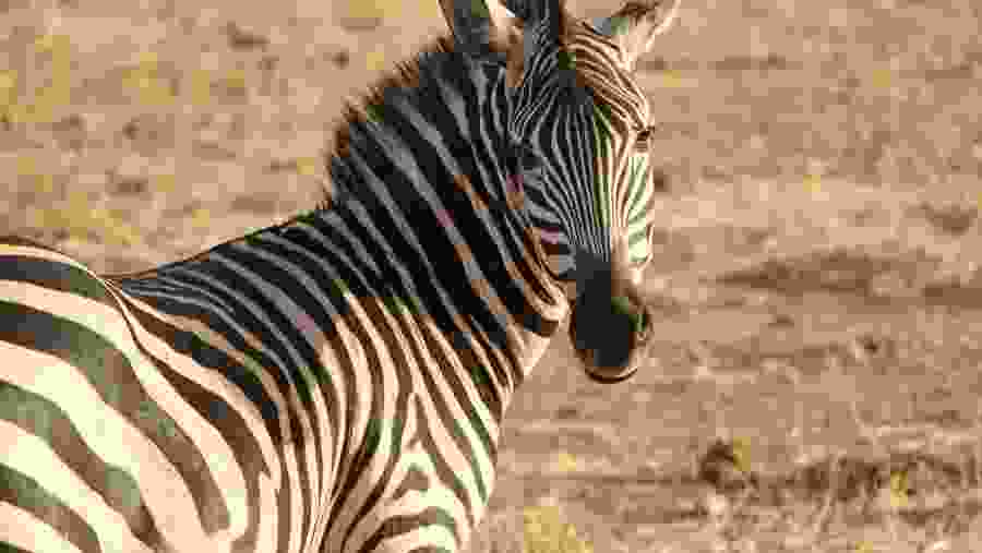A Zebra At The National Park